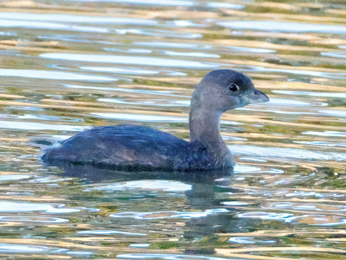 Pied-billed Grebe - ML646769715