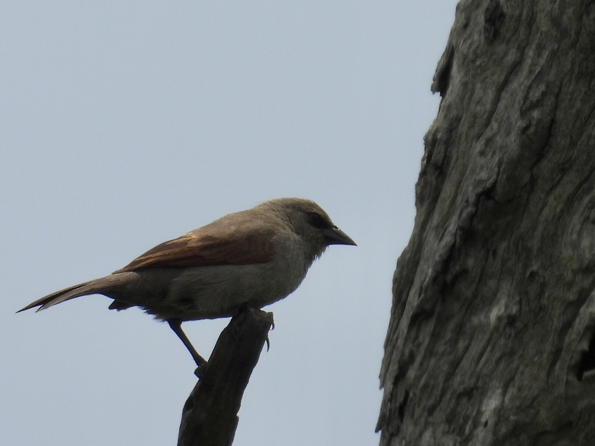 Tordo Músico - ML646769716