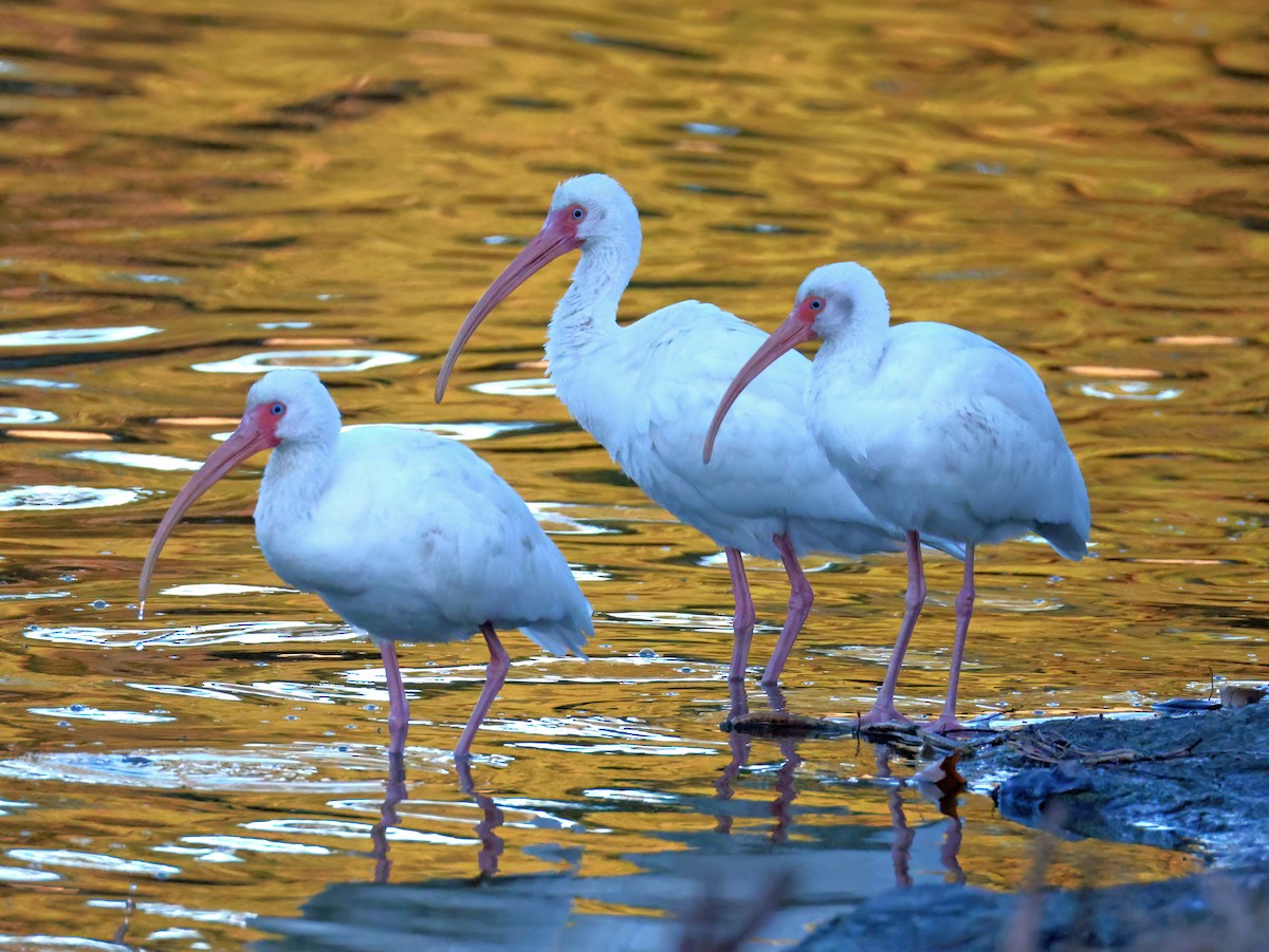 White Ibis - ML646769719