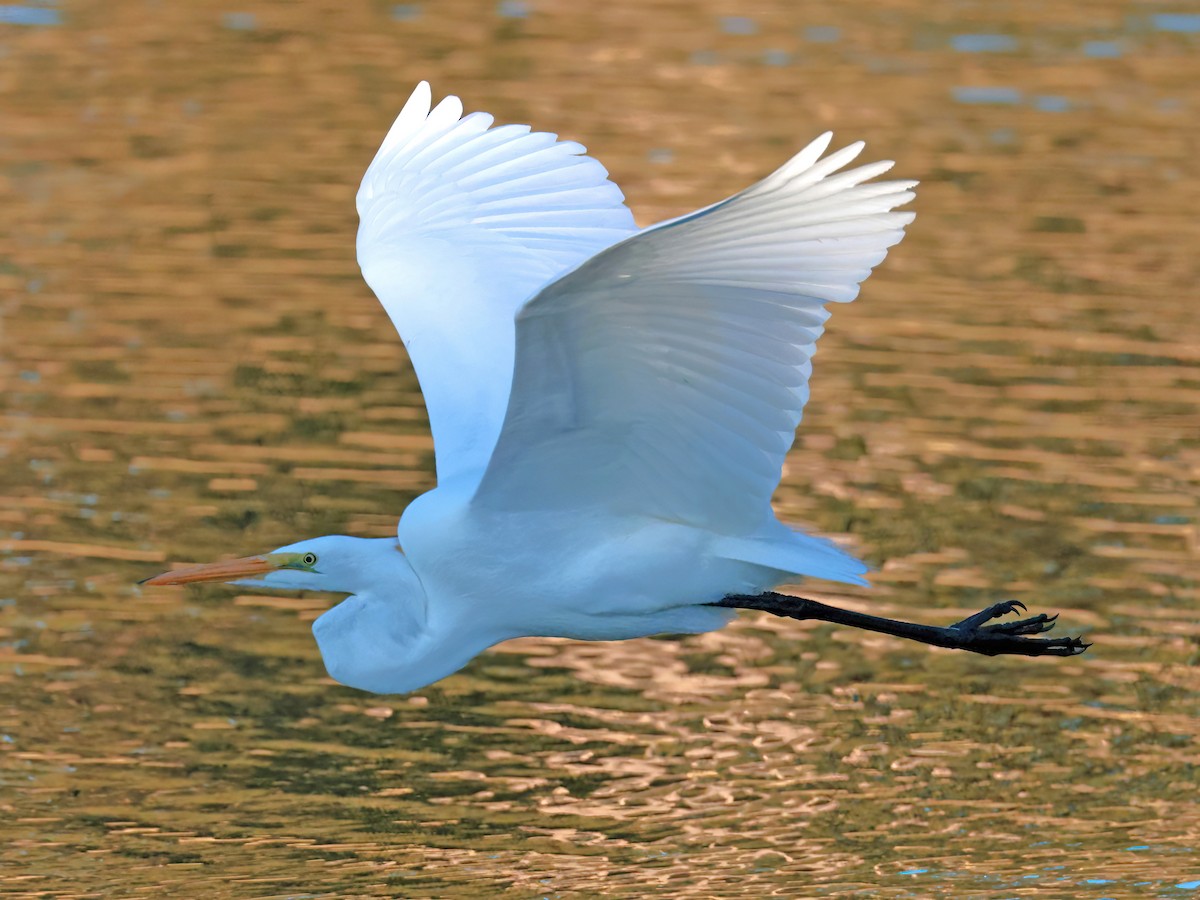 Great Egret - ML646769721