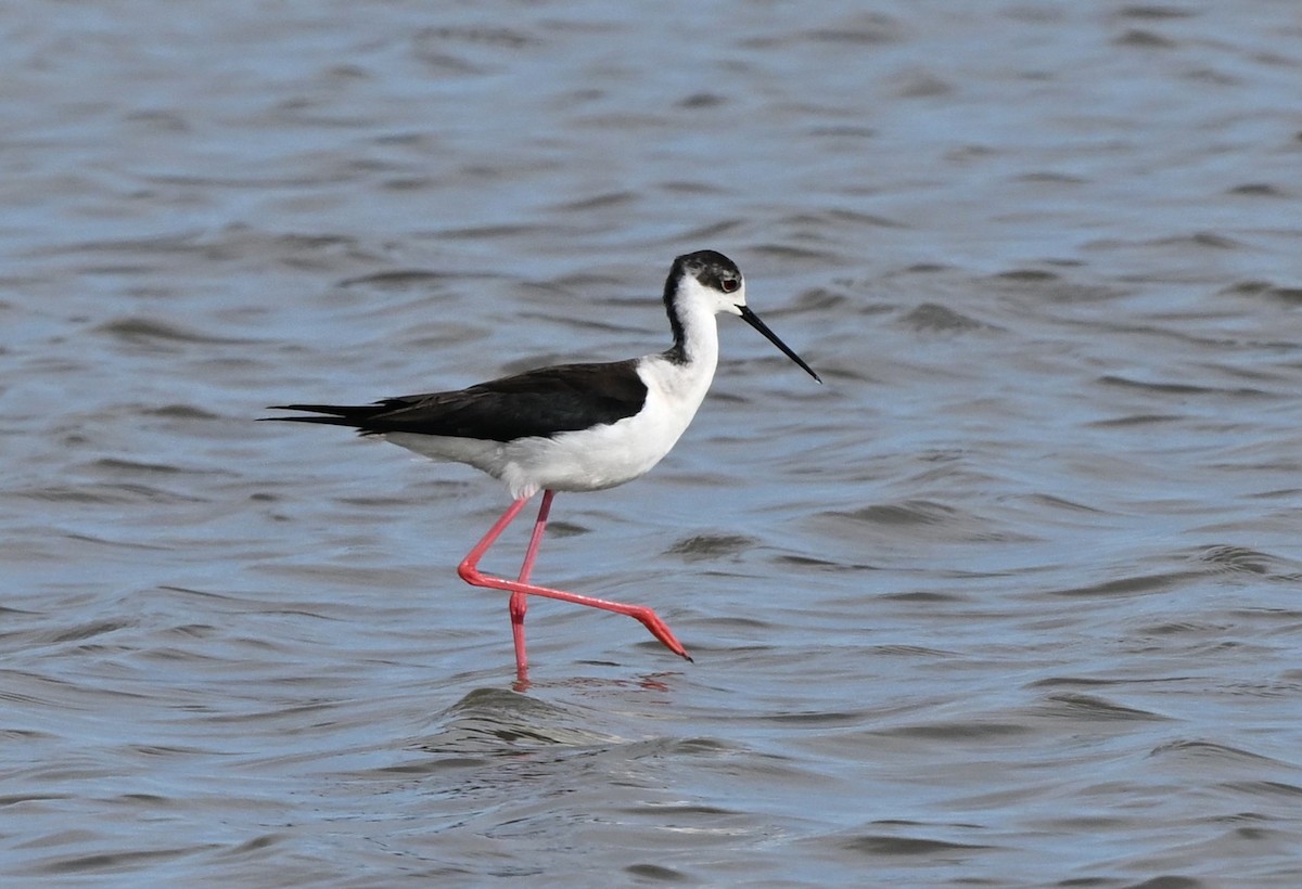 Black-winged Stilt - ML646769722
