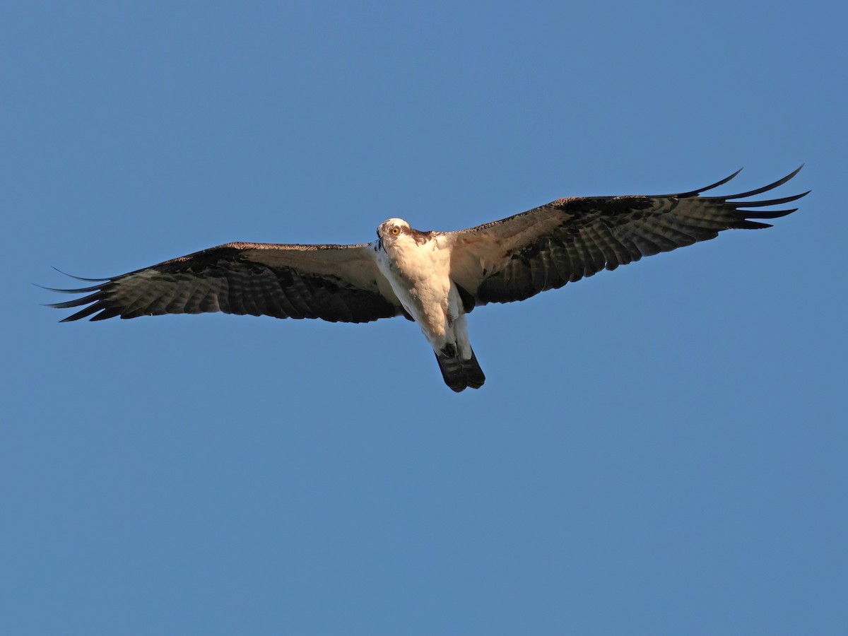 Osprey (American) - ML646769723