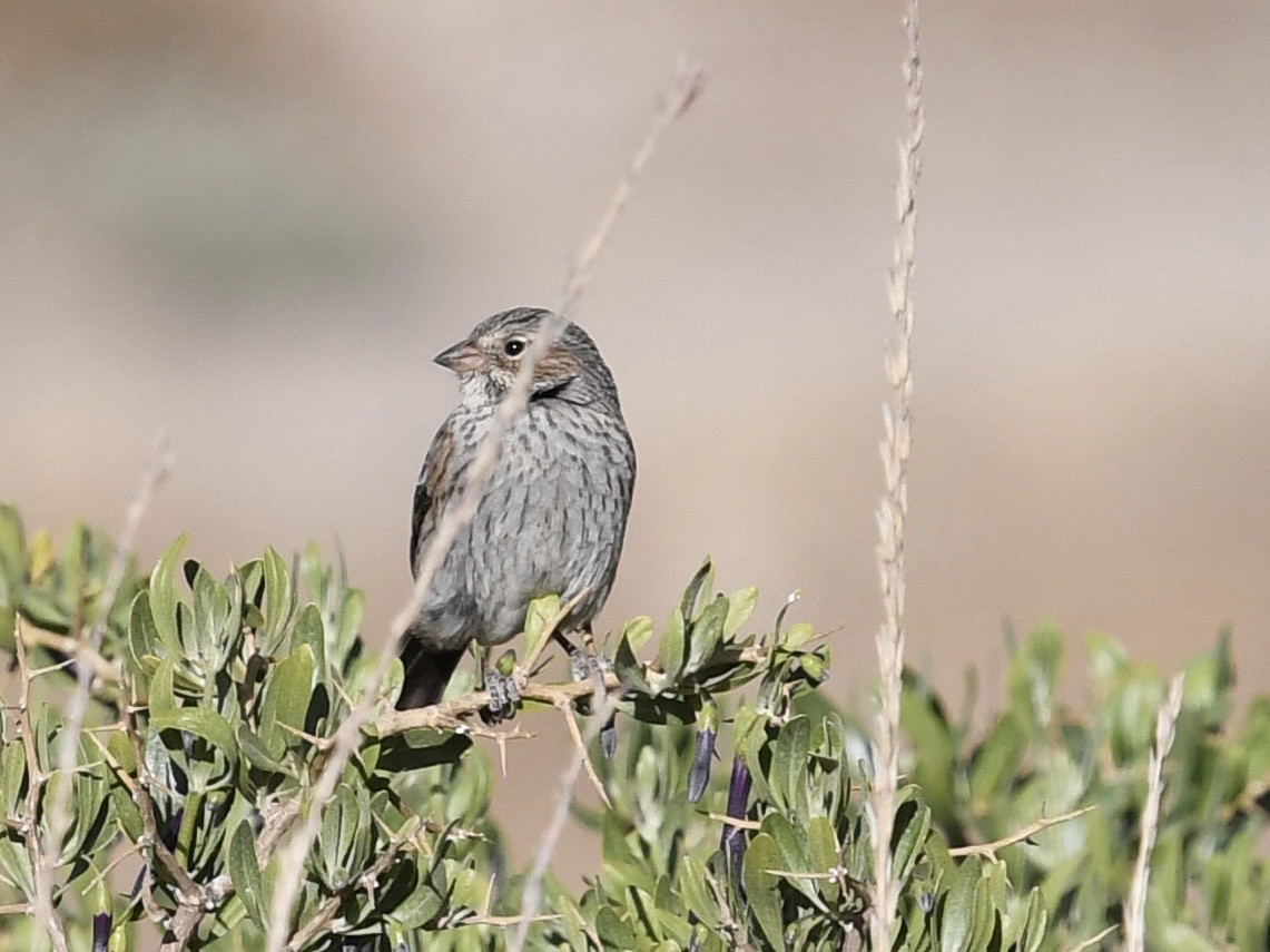 Mourning Sierra Finch - ML646769724