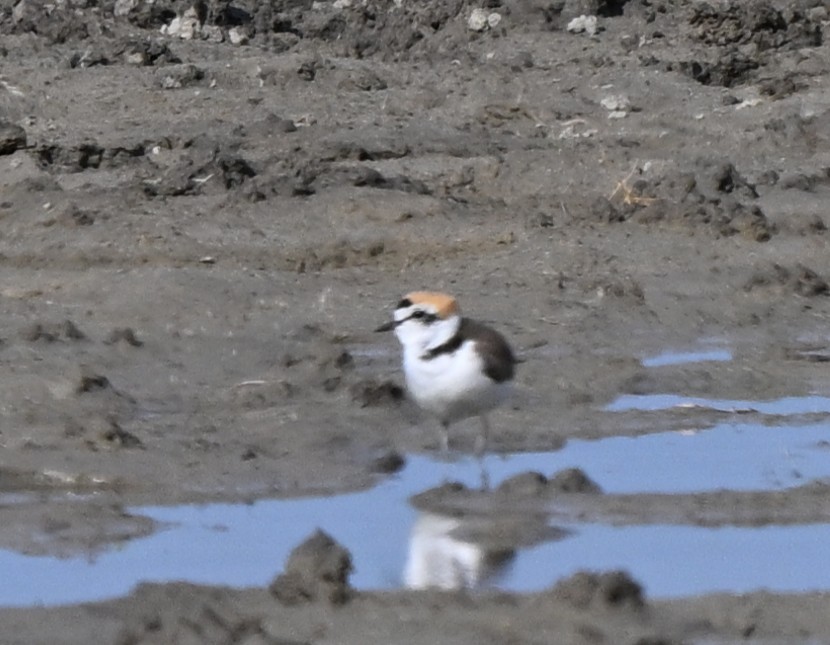 Kentish Plover - ML646769736