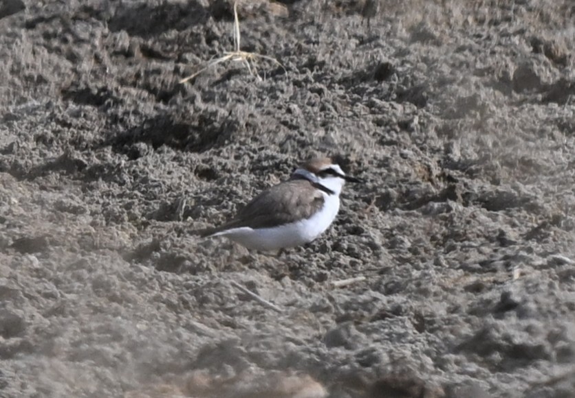 Kentish Plover - ML646769737