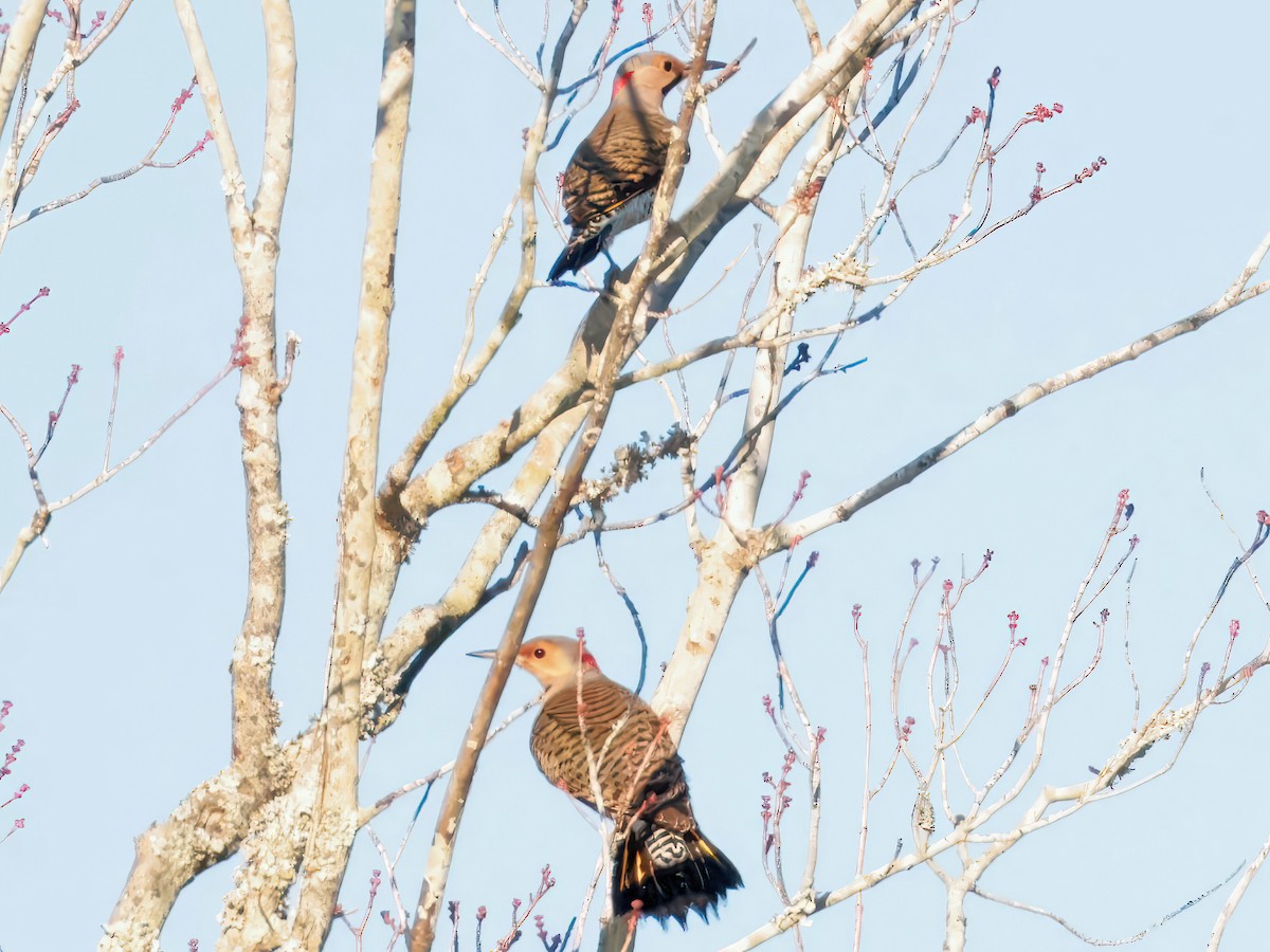 Northern Flicker - ML646769740