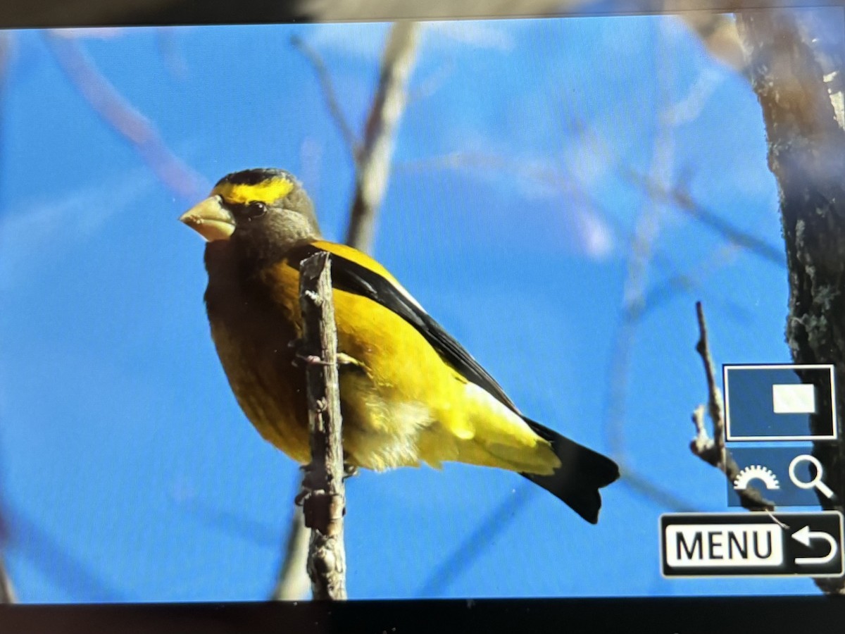 キビタイシメ - ML646769741