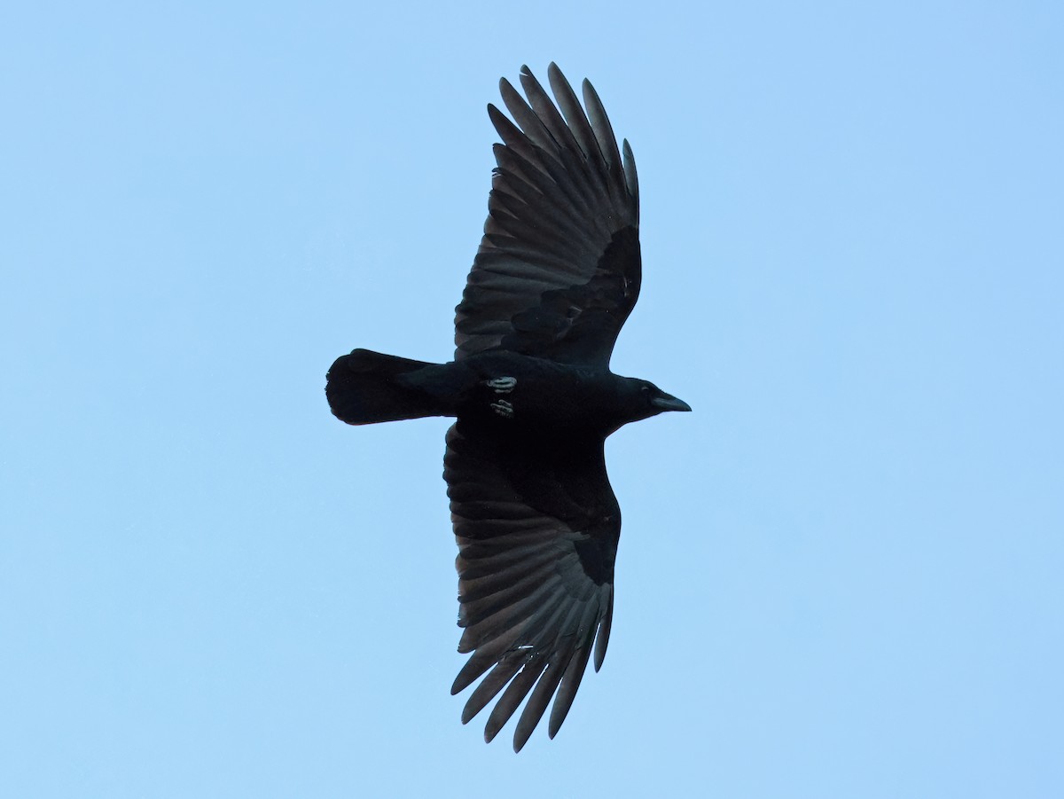 Fish Crow - ML646769742