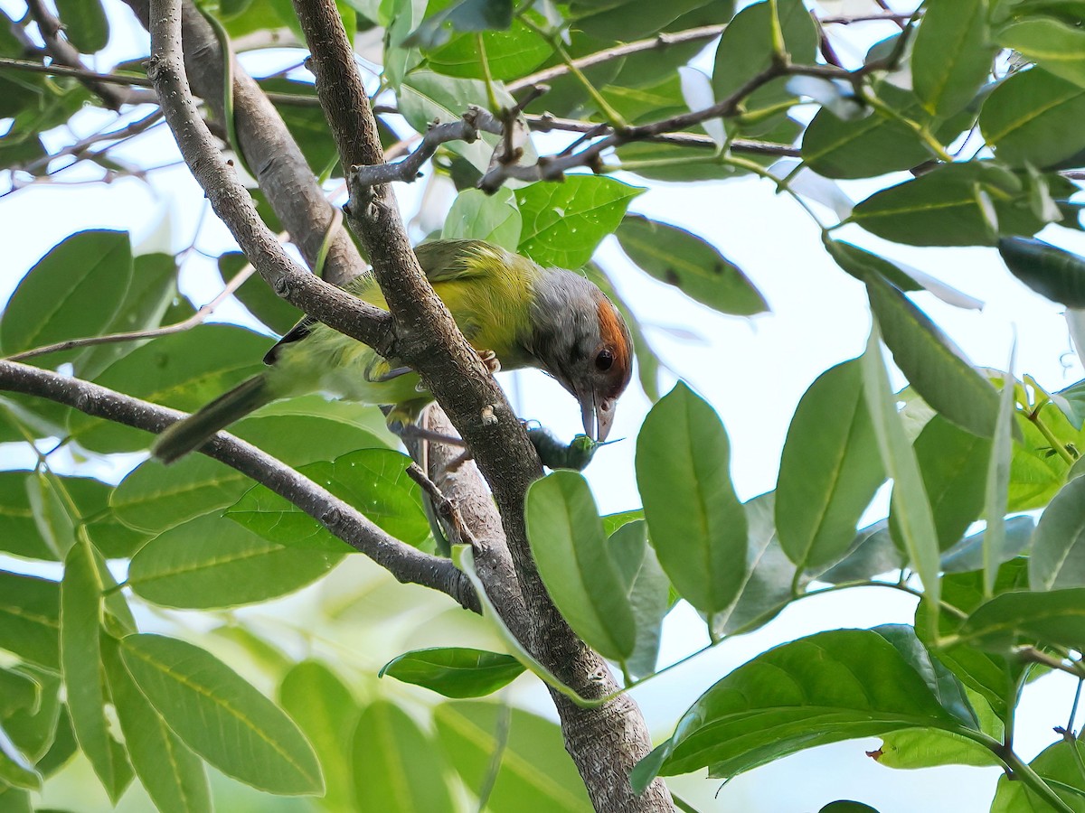 Rufous-browed Peppershrike - ML646769743