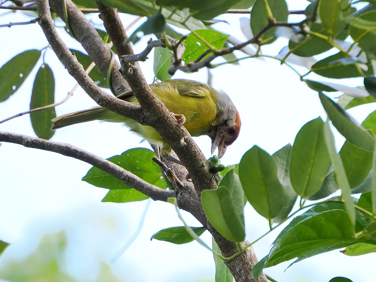 Rufous-browed Peppershrike - ML646769744