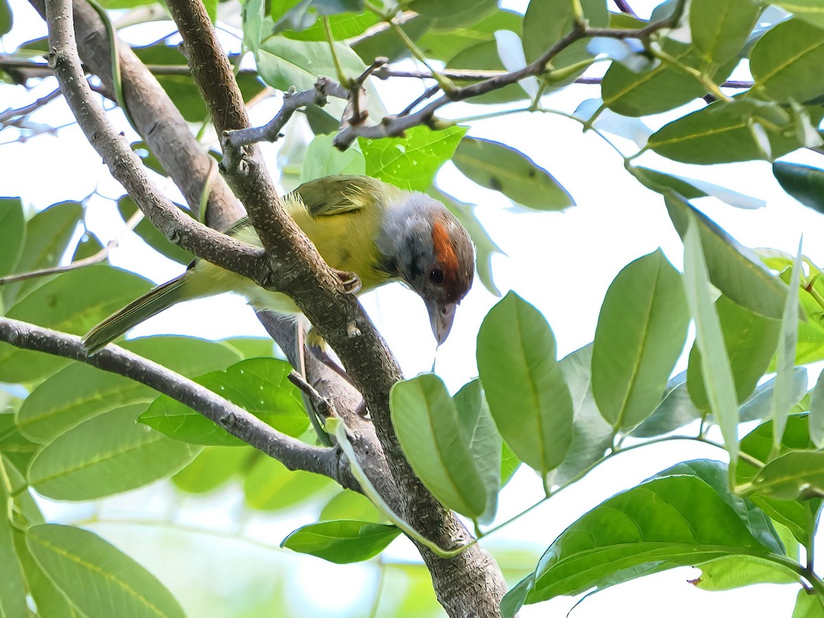 Rufous-browed Peppershrike - ML646769745