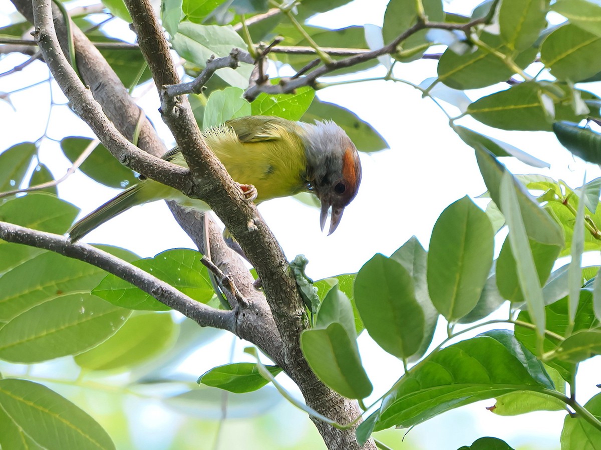 Rufous-browed Peppershrike - ML646769746