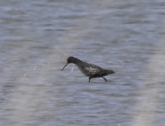 Spotted Redshank - ML646769749
