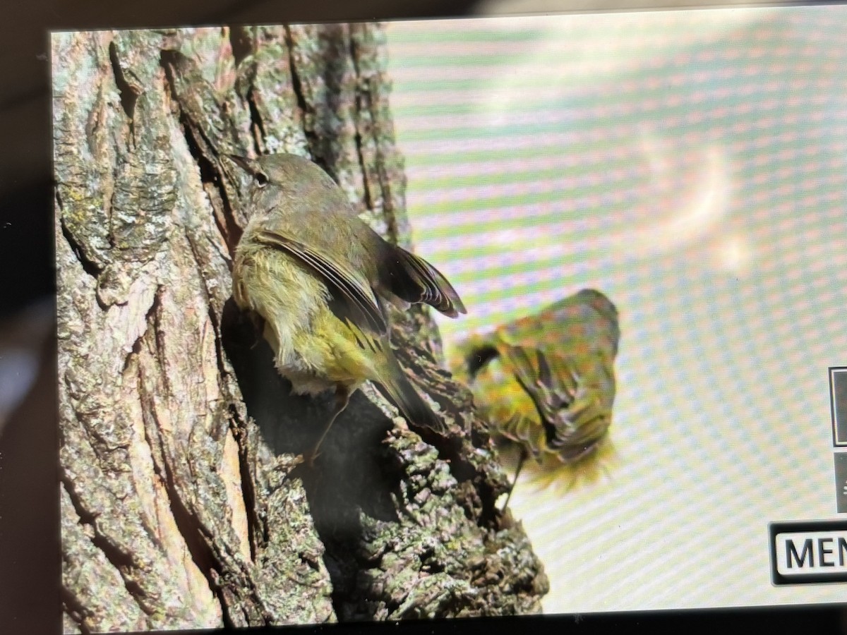 サメズアカアメリカムシクイ（celata／orestera） - ML646769750