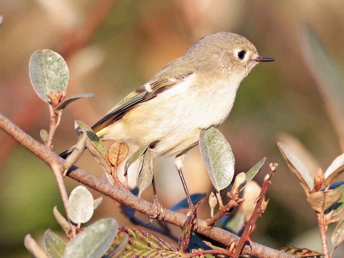 Ruby-crowned Kinglet - ML646769752