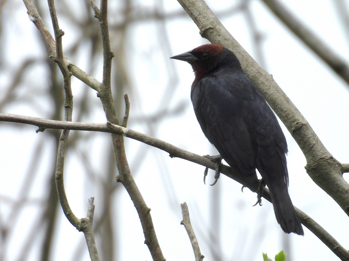 Varillero Congo - ML646769753