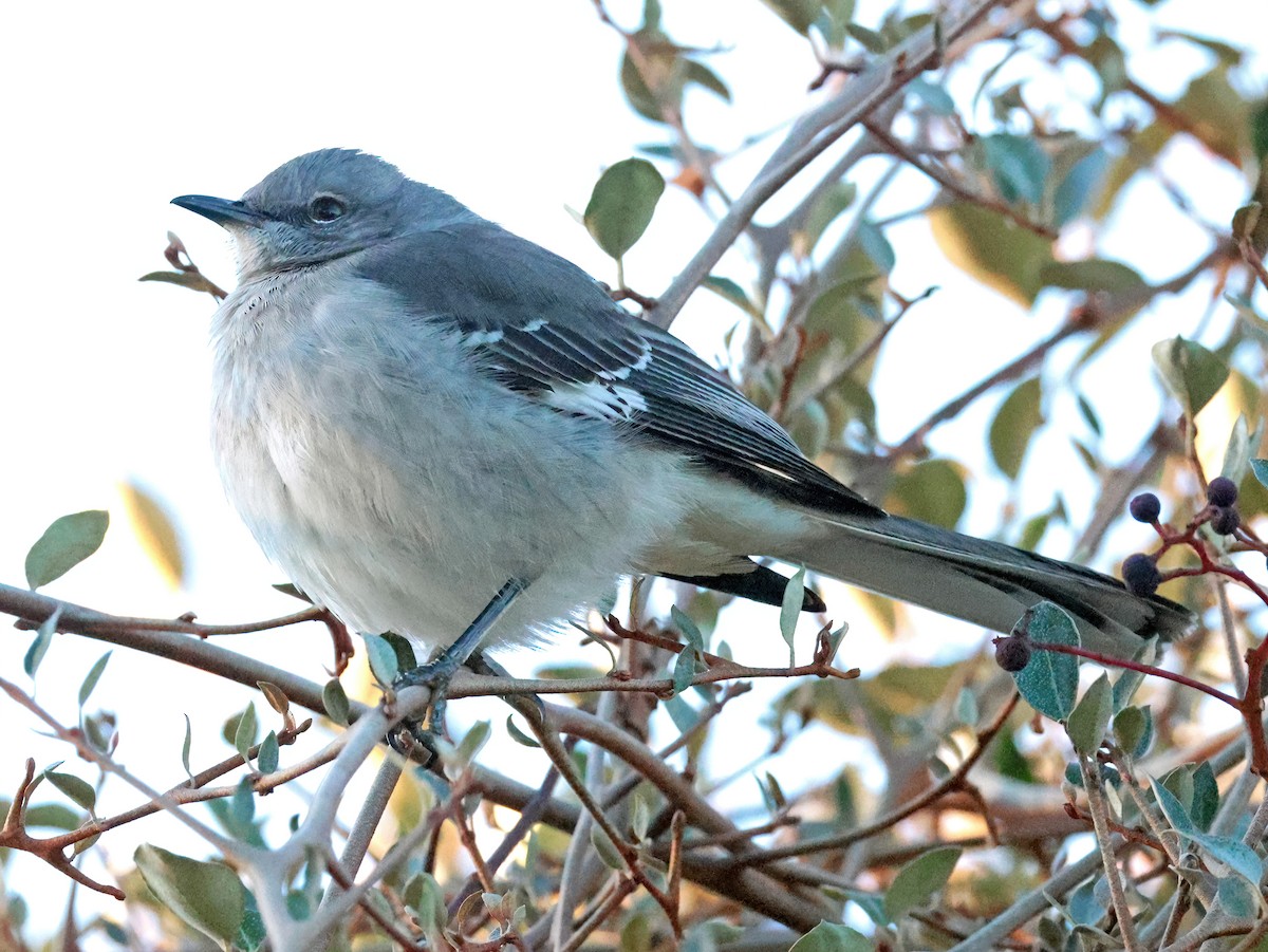 Northern Mockingbird - ML646769755