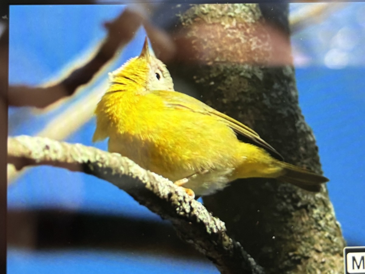 ズアカアメリカムシクイ - ML646769756