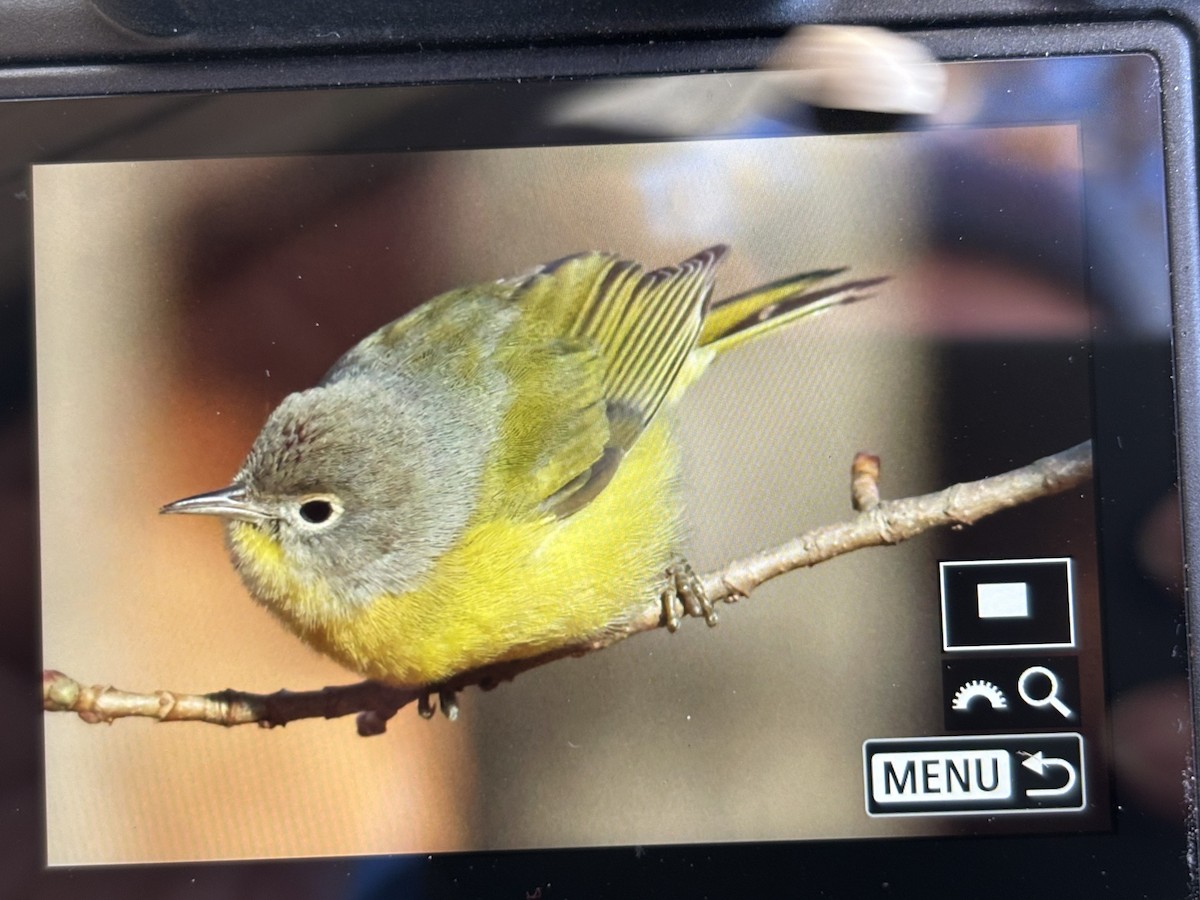 ズアカアメリカムシクイ - ML646769757