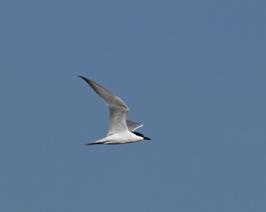 Gull-billed Tern - ML646769758