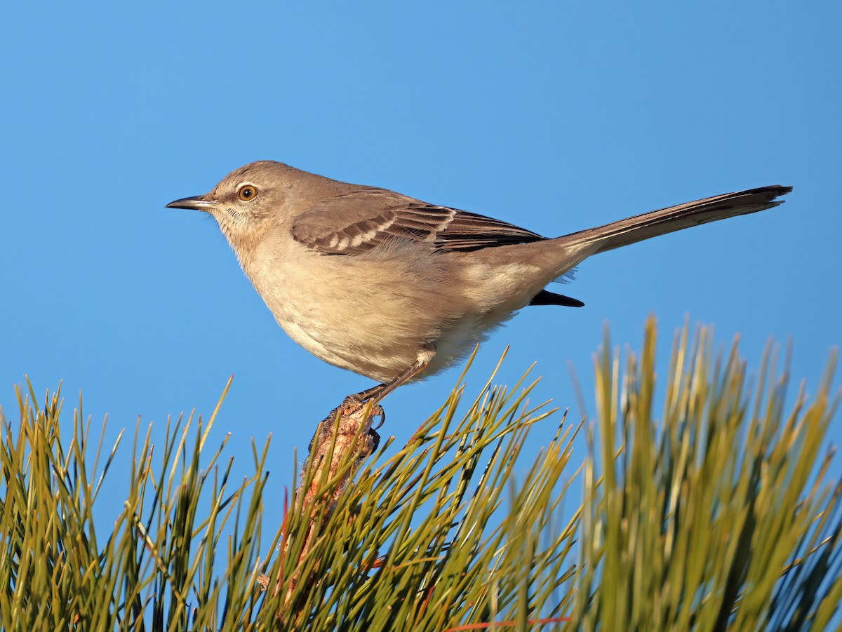 Northern Mockingbird - ML646769760