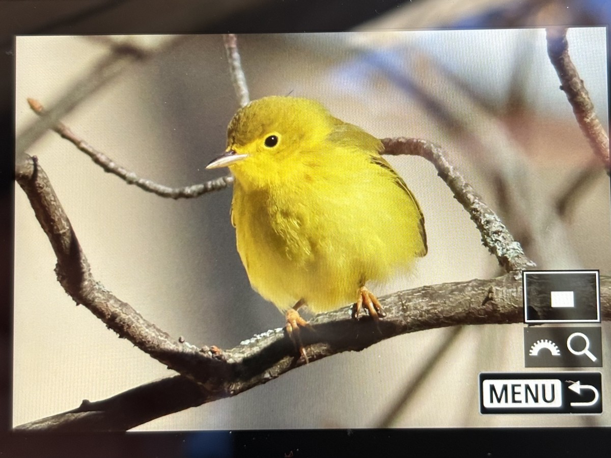 Northern Yellow Warbler - ML646769761