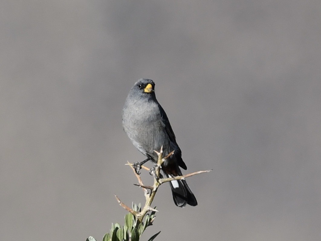 Band-tailed Seedeater - ML646769764