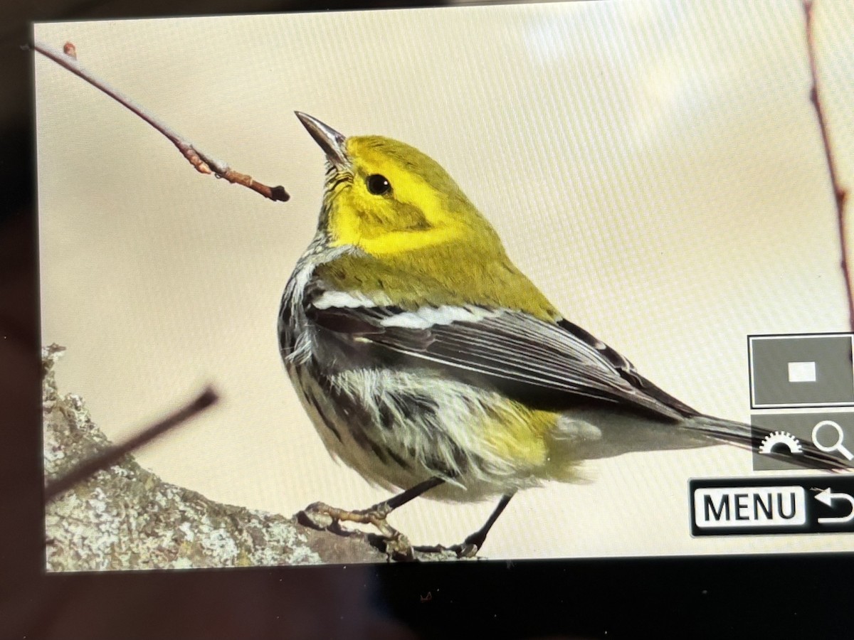 Black-throated Green Warbler - ML646769765