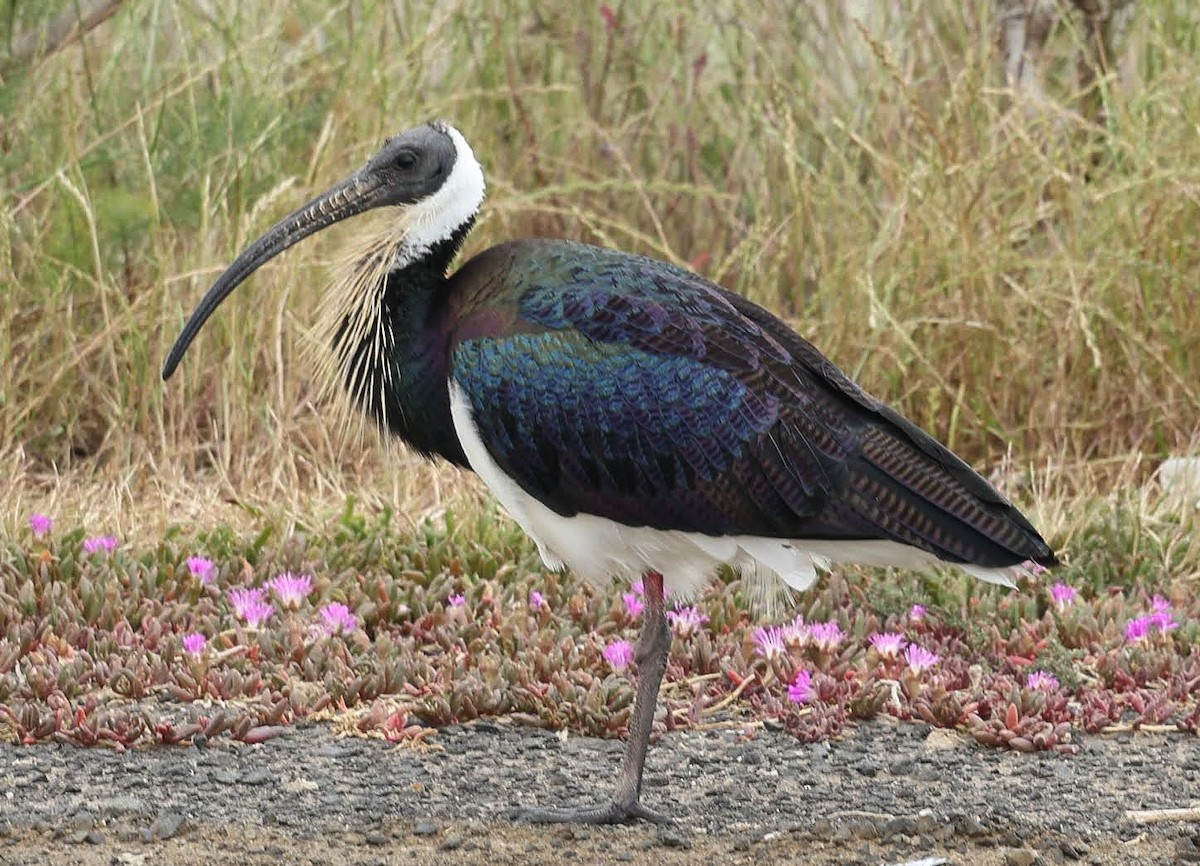 Straw-necked Ibis - ML646769766