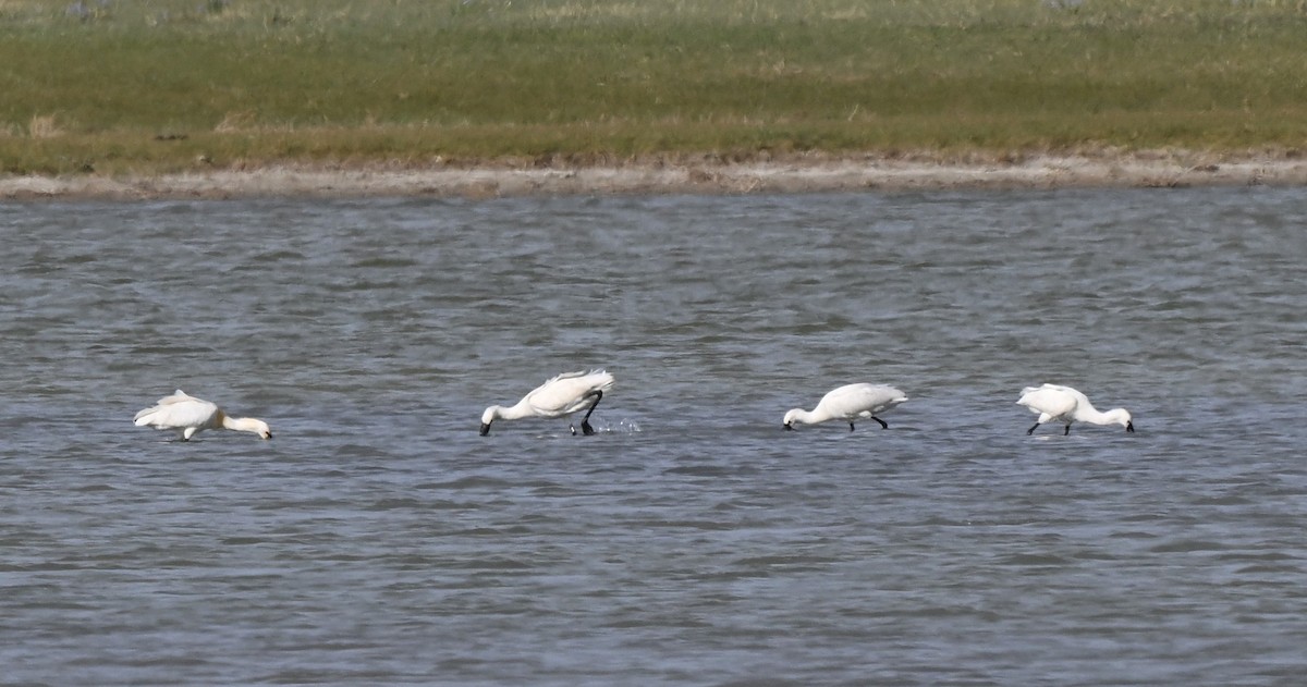 Eurasian Spoonbill - ML646769769
