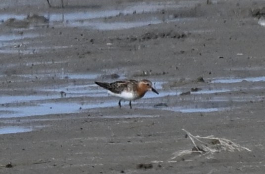 Red-necked Stint - ML646769774