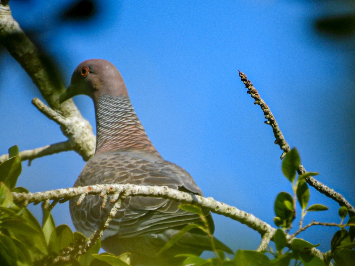 Picazuro Pigeon - ML646769775