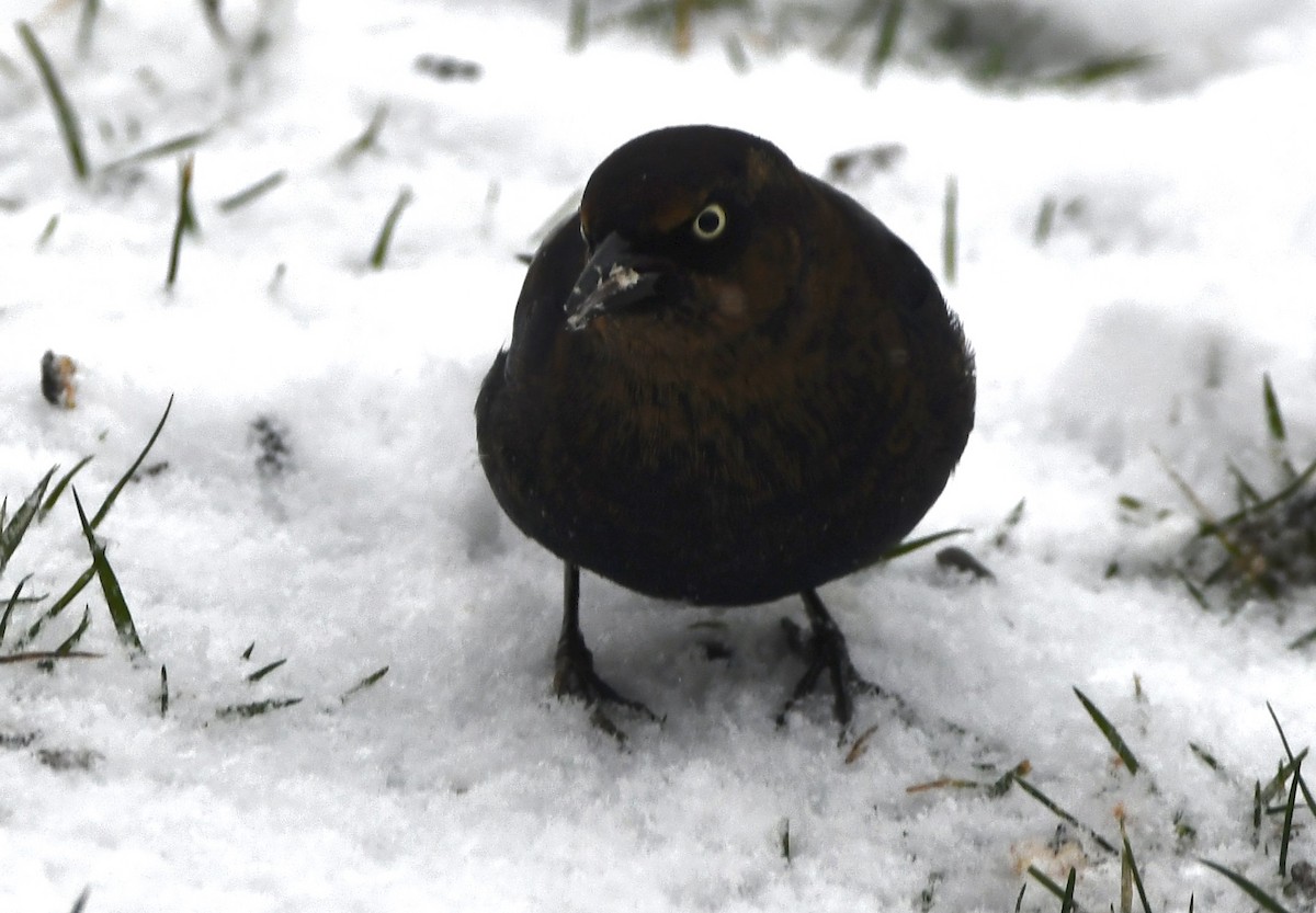 Ржавчатый трупиал - ML646769776