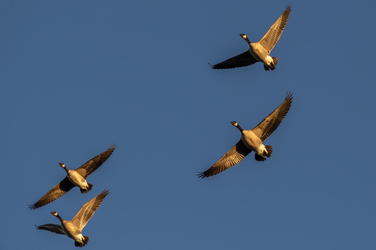 Canada Goose - ML646769782