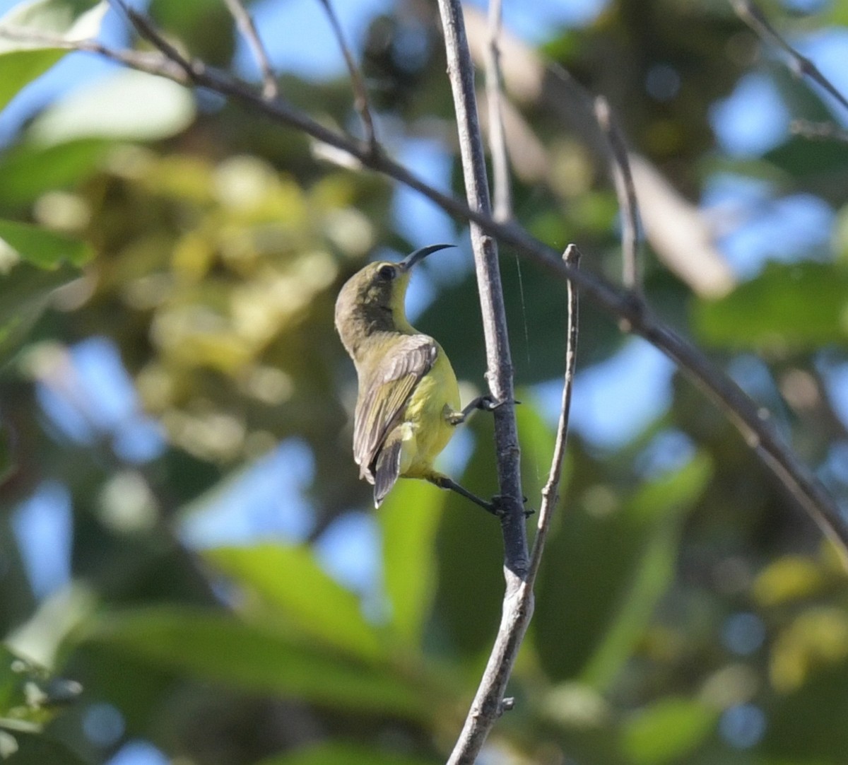 Suimanga Ornado - ML646769788