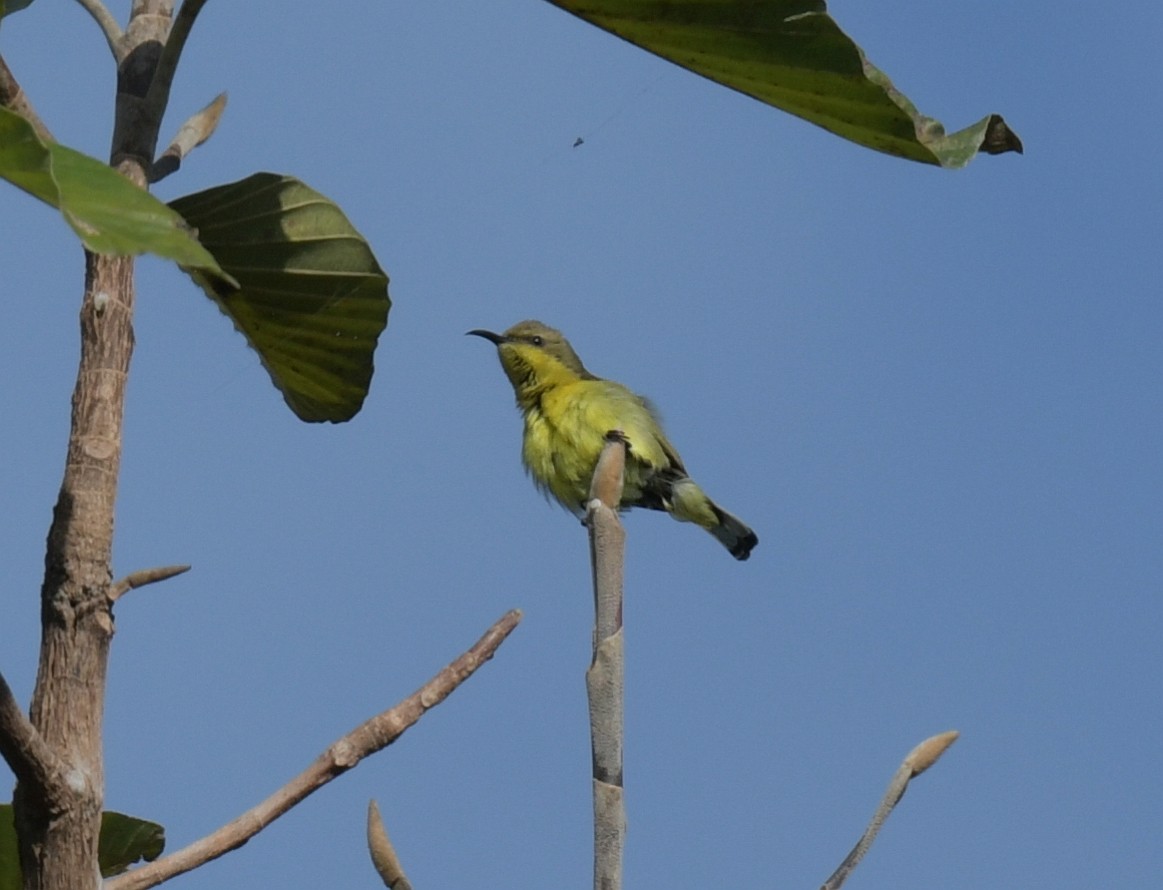Suimanga Ornado - ML646769789