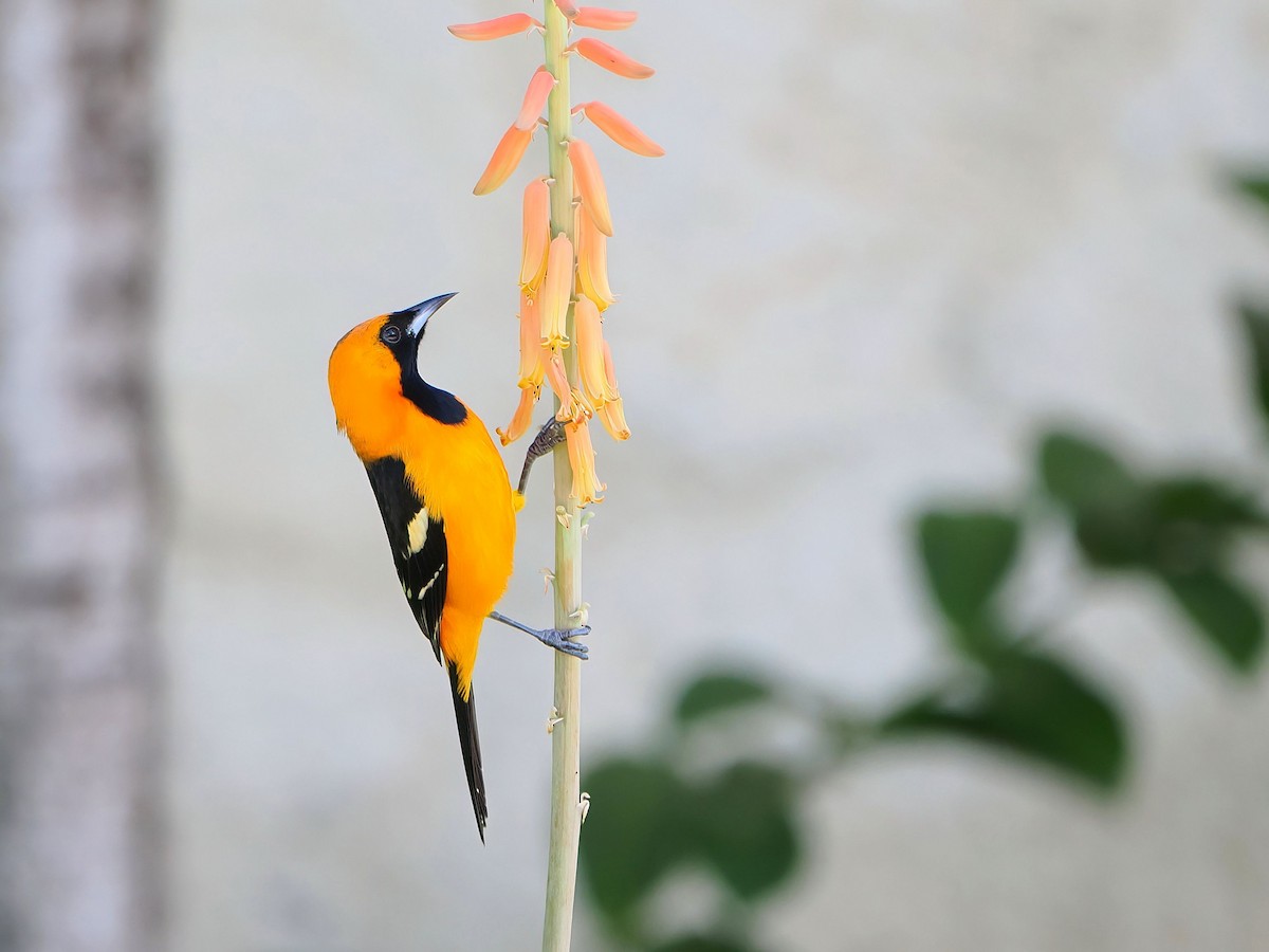 Hooded Oriole - ML646769794