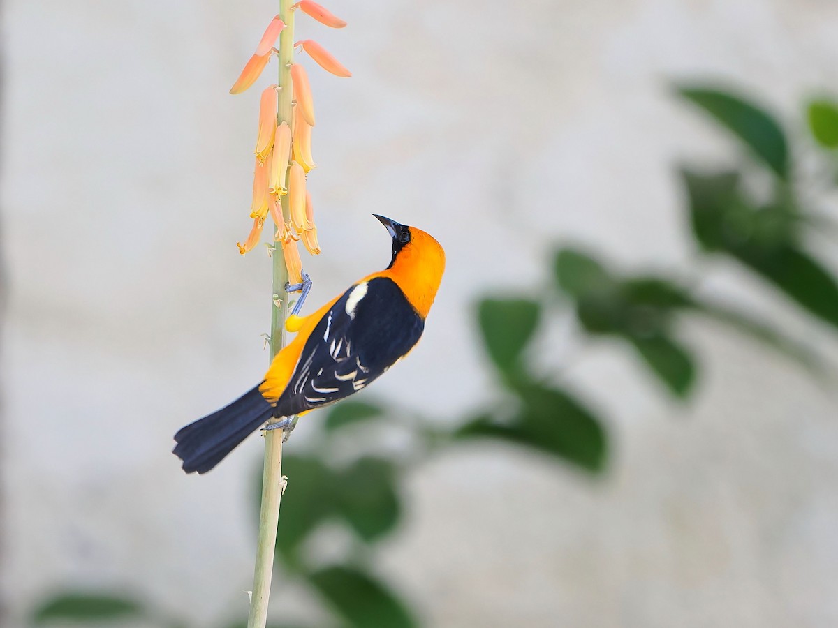 Hooded Oriole - ML646769795