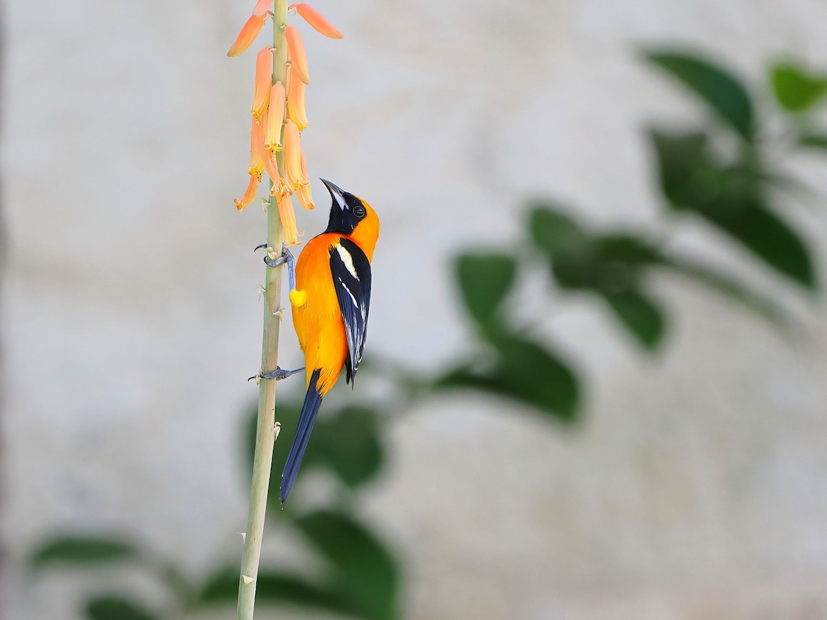 Hooded Oriole - ML646769796