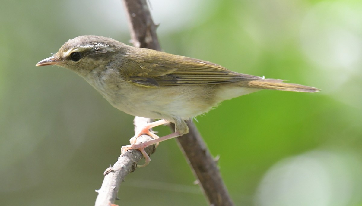 Mosquitero Paticlaro - ML646769802