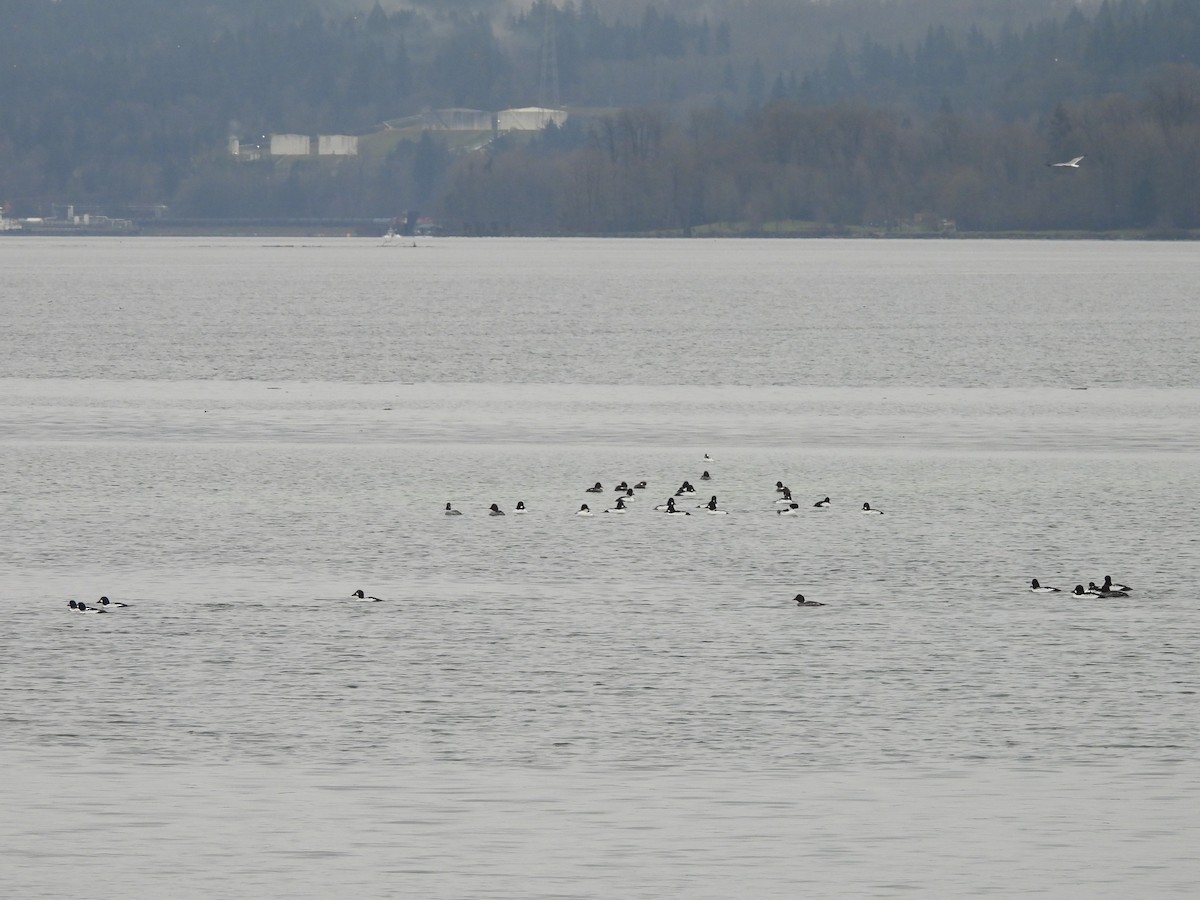 Алаг шунгаач - ML646769805