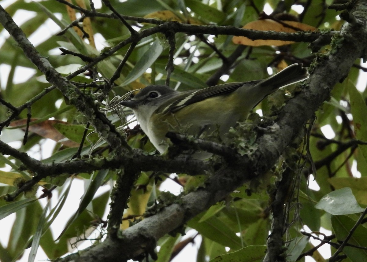 Blue-headed Vireo - ML646769806