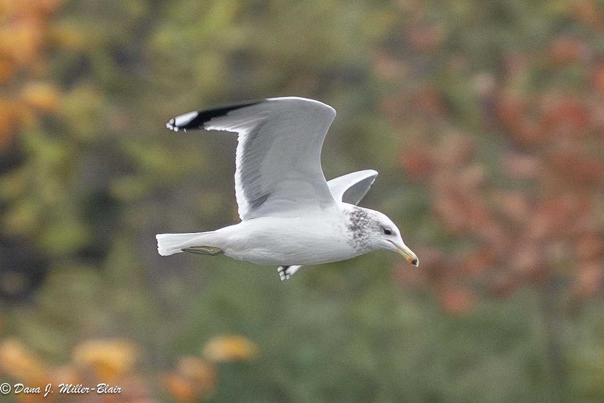 Goéland de Californie - ML646769807