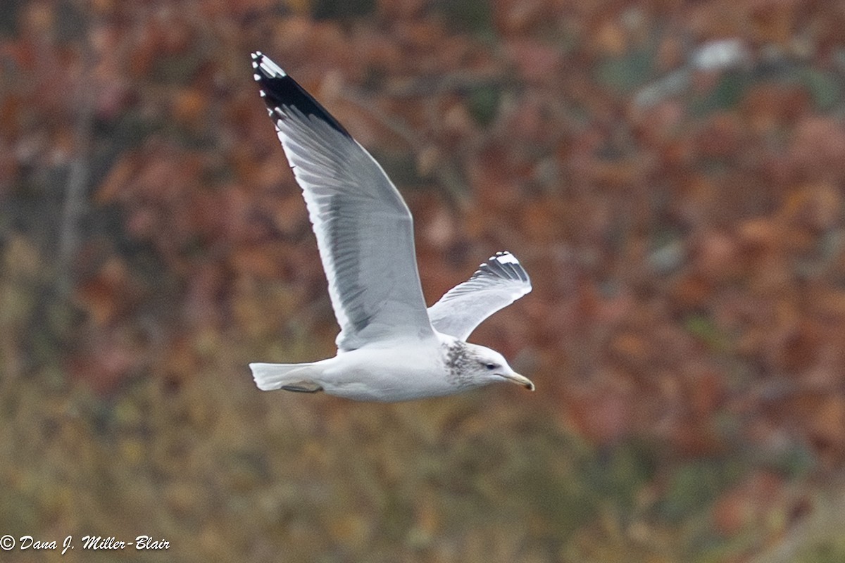 Goéland de Californie - ML646769813