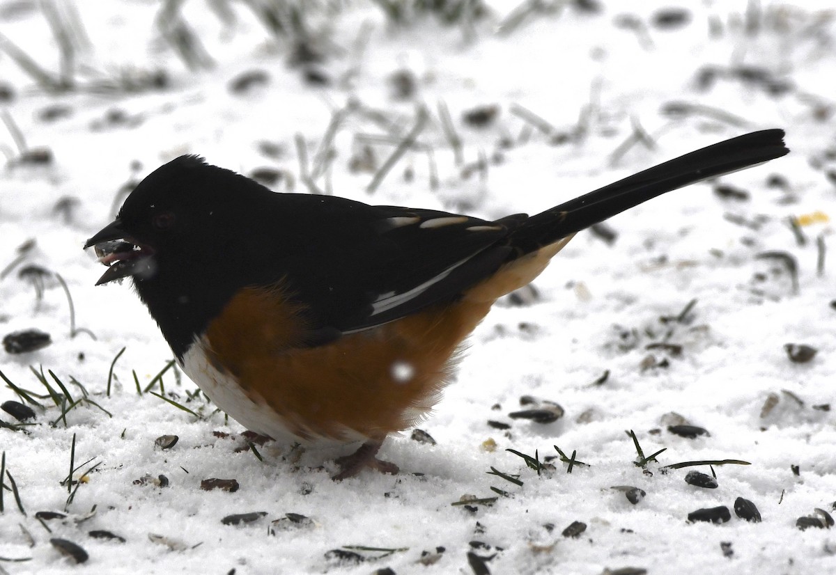 Красноглазый тохи - ML646769815