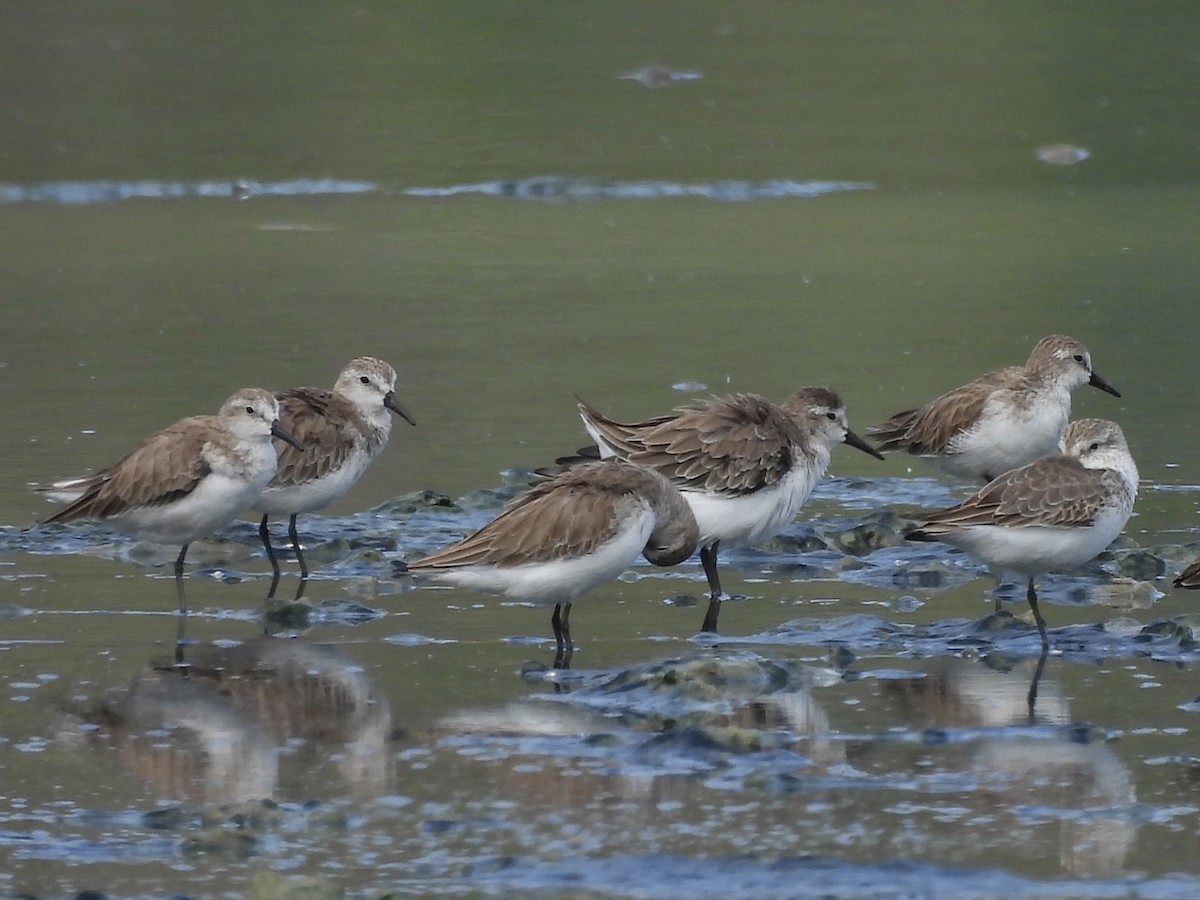 Semipalmated Sandpiper - ML646769817