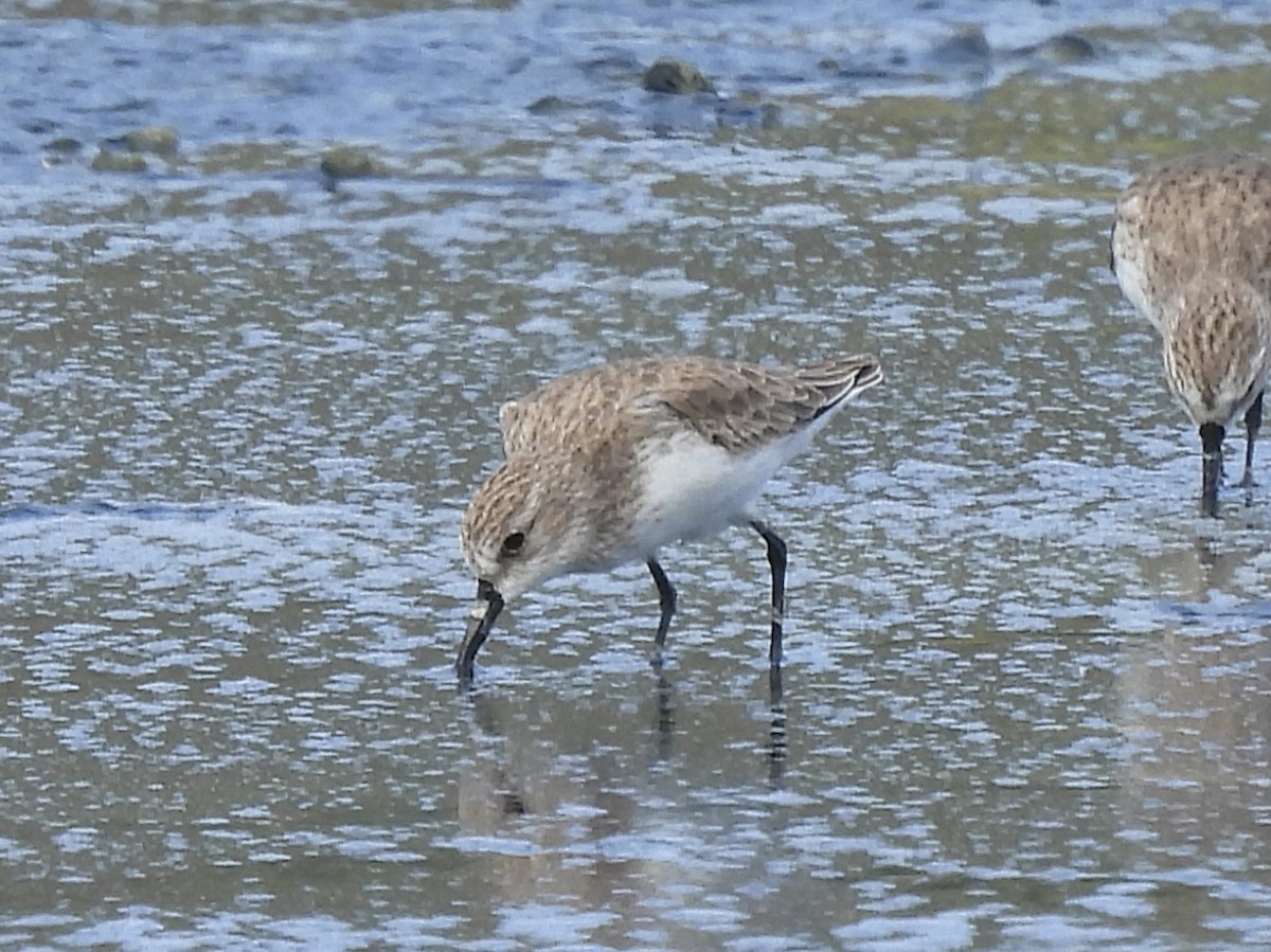 Semipalmated Sandpiper - ML646769818