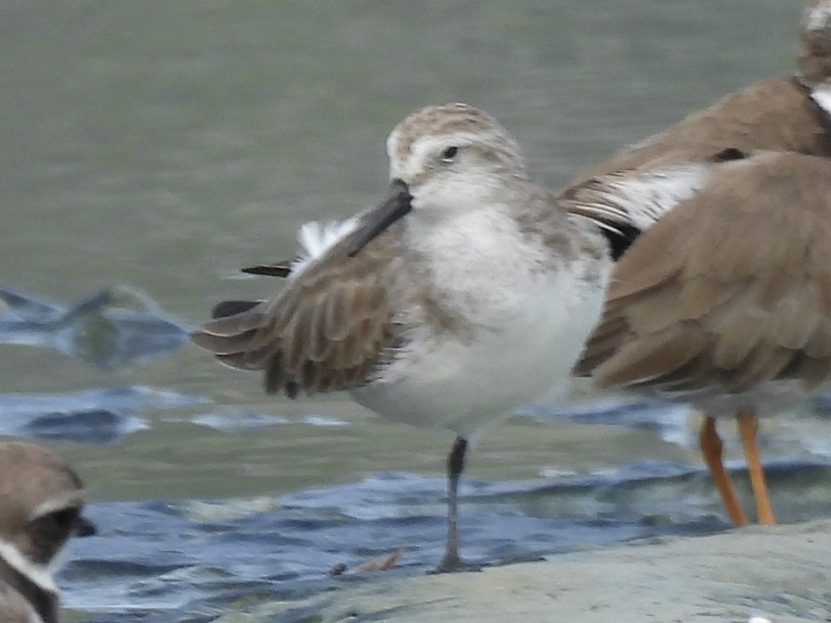 Semipalmated Sandpiper - ML646769819