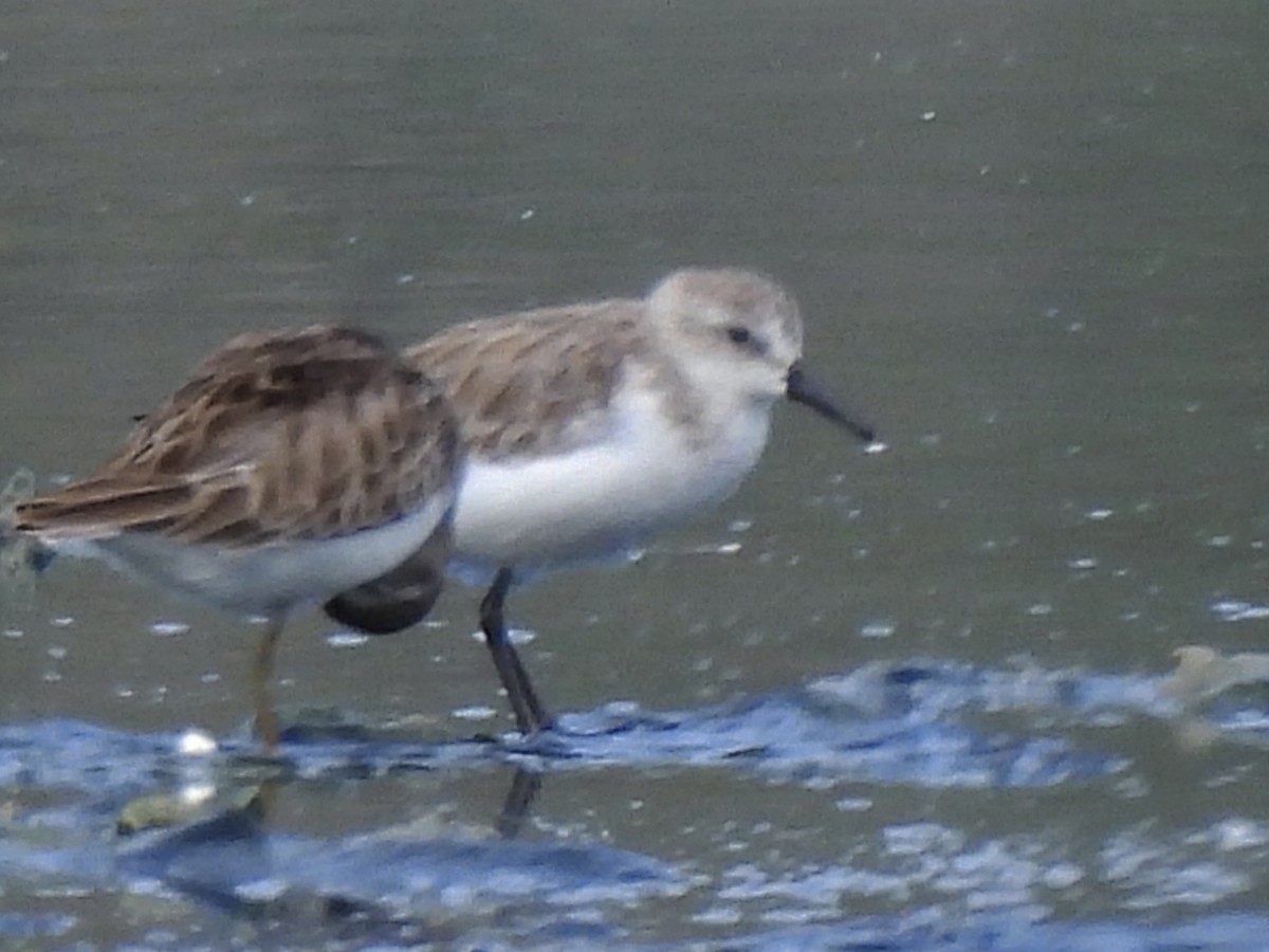 Semipalmated Sandpiper - ML646769820