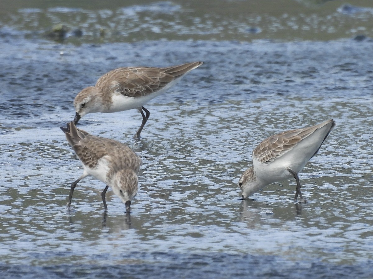 Semipalmated Sandpiper - ML646769821